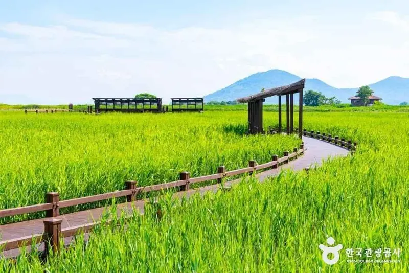 Suncheonman Wetland