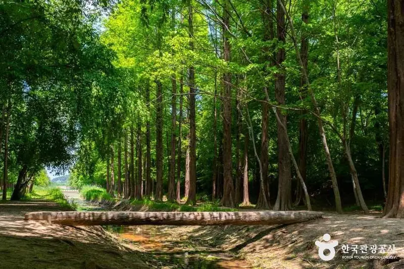 慶北千年森林庭園