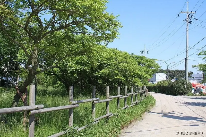 泰安安面島木欖樹群落
