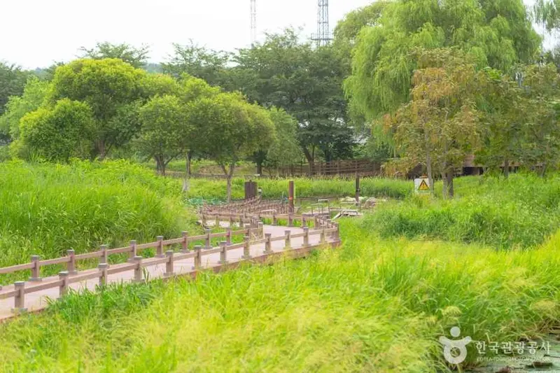 庆浦 芡实 湿地
