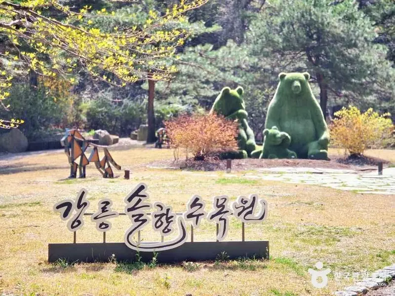 江陵 松香 樹木園