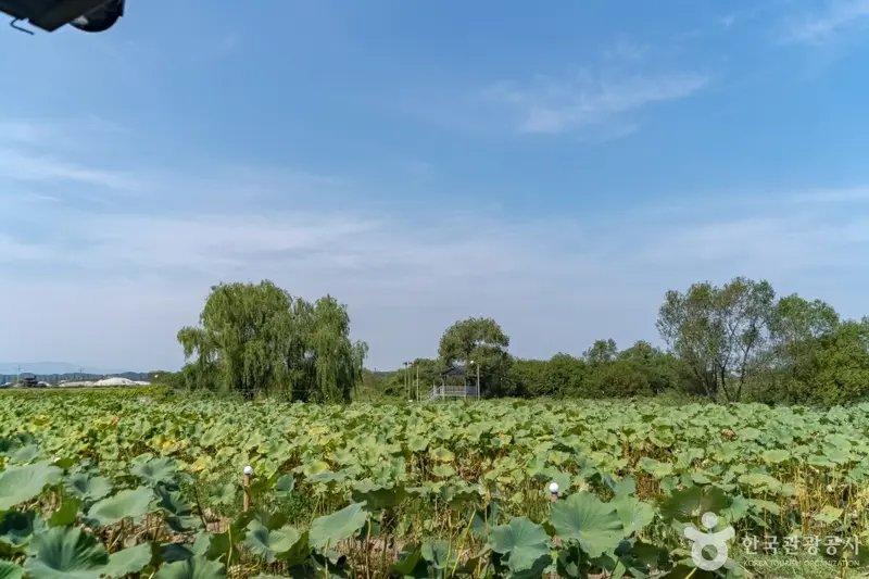 豊湖村
