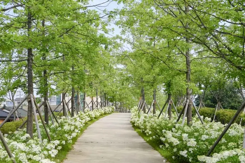 チアク山風の道森