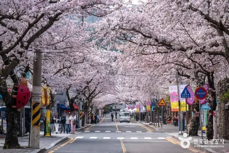 봉숫골 벚꽃길