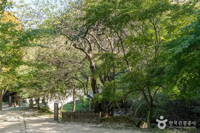 강천사 모과나무