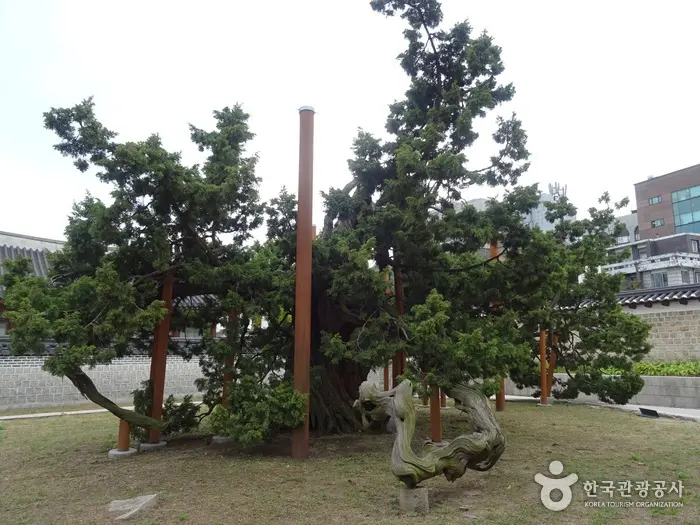 昌徳宮香樹