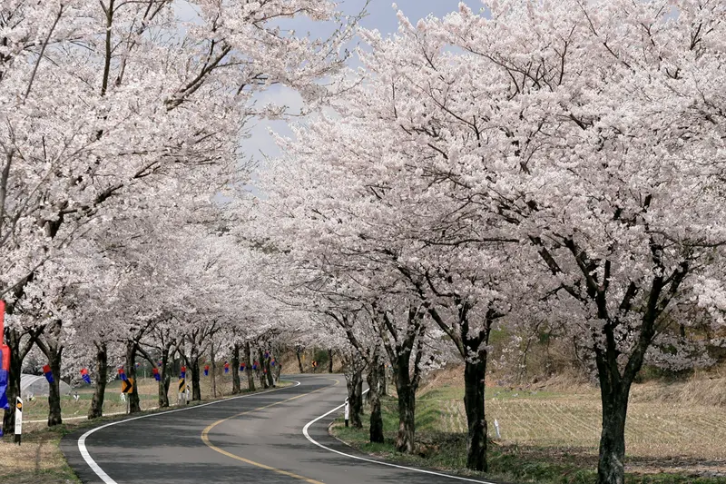 长谷寺樱花路