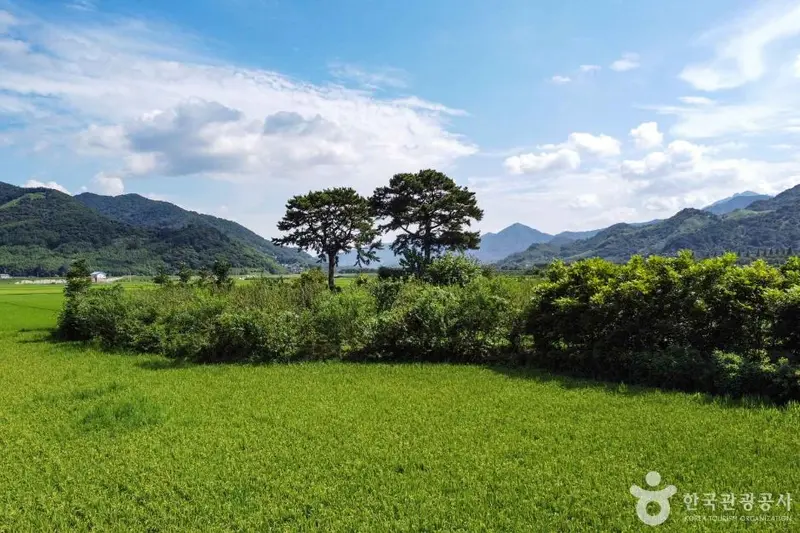 平沙里夫妇松