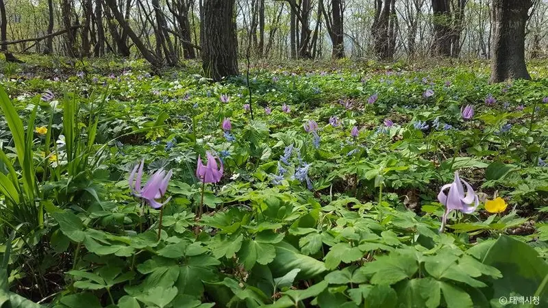 Gemdaebong Wild Flower Colony