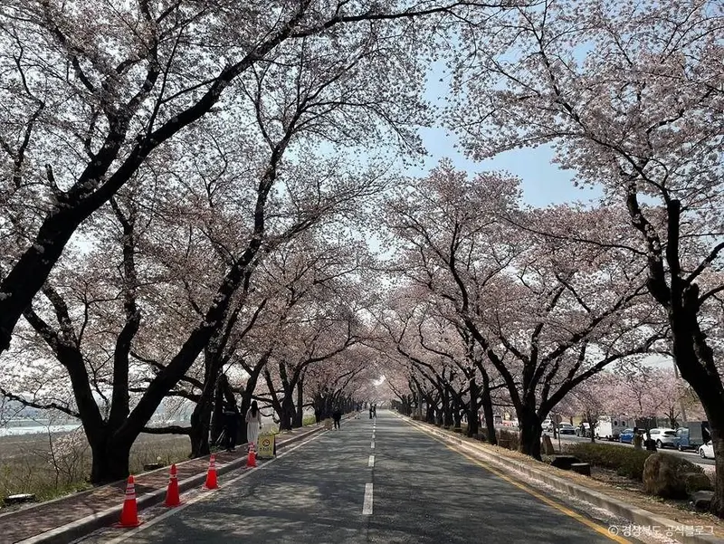 興武路桜並木通り