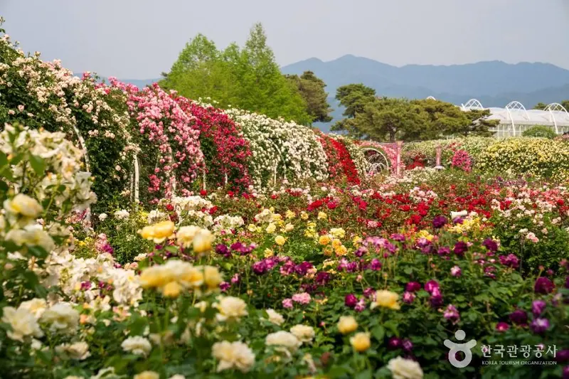 섬진강장미공원