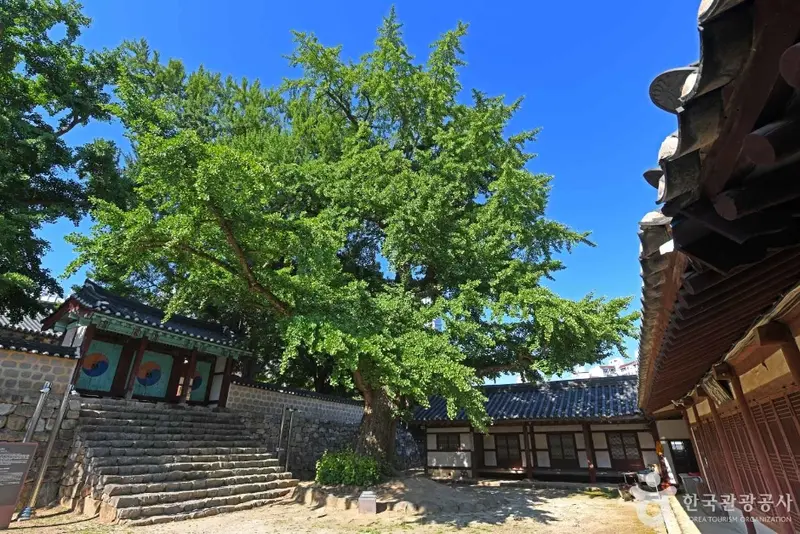 瑞山郷校 銀杏の木