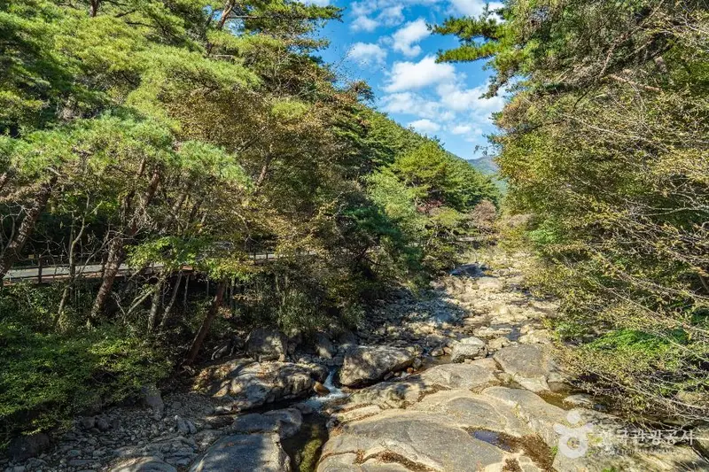 Gurye Jangjukjeon Green Tea Cultivation Site