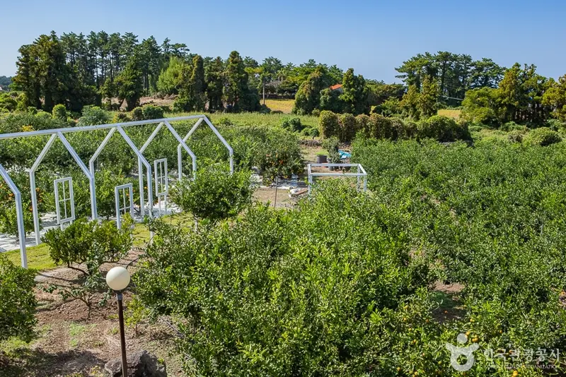 Matdongsan Citrus Experience Farm
