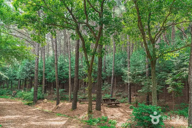 Munsu Mountain Forest Bathing Area