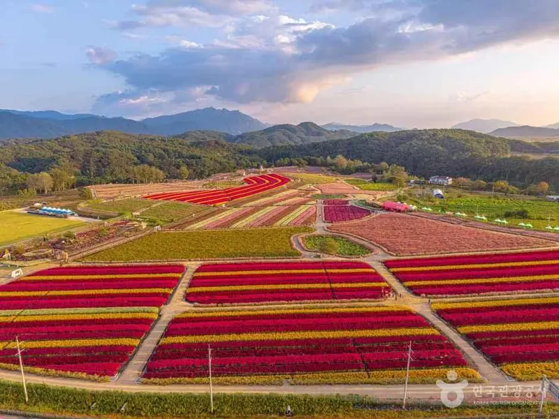 Gosokjeong Flower Field
